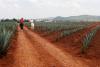 Tequila brands continue to drive global spirits growth