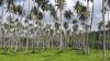 Coconut farming expands across Fiji