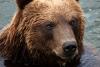 Witness casts doubt on Lääne-Viru County cyclist 'bear attack'