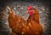 Mexico halts Brazil chicken imports after Newcastle disease outbreak