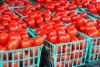 Kano Agribusiness Firm Unveils Seed Processing Facility To Boost Tomato, Pepper Production
