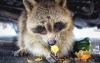 Zoologist: Raccoons might reach Estonia in as little as five years