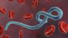 Nigerian newspapers review: No vaccine, specific treatment for Ebola strain in Nigeria – WHO