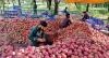 25,000 MTs of apples transported by rail from Kashmir last season