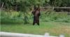 Bear conflicts ramp up as Montana's huckleberry crop dwindles