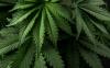 Six Nations council repeals cannabis control regulations