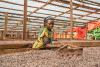 El Niño weather concerns and global trade disruption impact Ivory Coast cocoa
