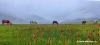Tourists’ arrival increases by 13k in Dhorpatan