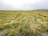 Heavy rainfall damages paddy crops worth Rs 20.17 million across Nepal