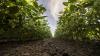 Bayer Advances Combined Seed and Crop Protection Pipeline and Enters Phase of Blockbuster Launches