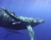 Papahānaumokuākea and Hawaiian Islands Humpback Whale National Marine Sanctuaries seek advisory council applicants