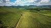 M&A Matures Brazil’s Bioinputs Market: Innovation Meets Global Strategy