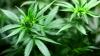 Maryland Collects $26.2 Million in Cannabis Tax Revenue in First Quarter