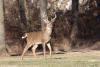 CWD detected in six Ohio counties during 2025-26 hunting season