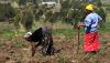 Less than 1% of climate finance reaches smallholders, ministers warn