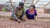 Exclusive: Ivory Coast cocoa farmer price payments raised, yet fears over cross-border smuggling remain