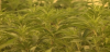Redmond to accept applications for final retail marijuana dispensary