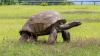 Nearly 200-year-old Tortoise Becomes First to Contribute Extraordinary Epigenome to Aging Research