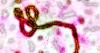 Licensed Ebola vaccine could be used in Congo outbreak, WHO advisors say