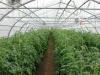 Ministry expands protected farming to enhance food security