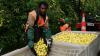 Migrant workers face harsh conditions on Australian farms