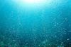 Proxxima technology to deploy in Guyana Longtail development