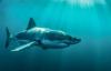 Can Sharks Help Predict Hurricanes?