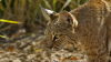 Reports of 'aggressive' bobcat closes down Arizona hiking trail