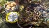 Pacific Earth Ovens – The Preserved Art of Ancient Cooking