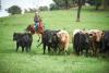 EU Free Trade Agreement: Where to from here for Australian beef?