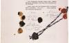 Ministry official: Celebrating Treaty of Tartu might be difficult for some in society