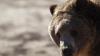 WSU, Google researchers find AI can streamline wildlife tracking, cutting time from months to days