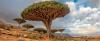 Scientists Studying Earth's Trees Issued a Stark Warning to Humanity