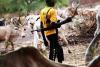 Nigerian, Benin militias kill 41 herders in border raid — Report