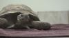 More than 100 tortoises ready for adoption from Arizona Game and Fish