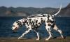 Croatia launches Guinness World Record attempt for largest Dalmatian dog art exhibition