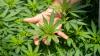 Charles Cannabis Fund Opens to Proposals Nov. 1