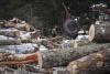 A New York paper mill is closing part of its operation. Vermont loggers are sounding the alarm.