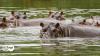 Colombia approves cull of Pablo Escobar-legacy wild hippos