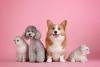 Pet business should start with passion, not profit