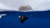 Ocean trash patch, meteor shower, secret cheese bank: Catch up on the day’s stories