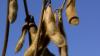 Brazil’s election just became a grain market story