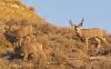 Spring mule deer survey begins in North Dakota