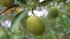 Elemental Enzymes and UPL Launch Peptide-Based Solution for Citrus Greening in Brazil