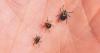 Tick bites up in US, Pennsylvania, this spring, prompting renewed emphasis on prevention