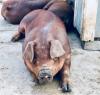 US, UK Tackle Pig Butchering Scams Emanating from Cambodia
