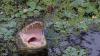 3 gators attacks reported in Florida in 2026: Here's why