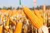 El Niño, rising input costs to dampen corn output