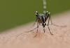 Top 5 things to know as chikungunya spreads to holiday hotspots