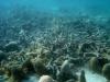 World’s Oceans See Continuing Decline, Significant Threats